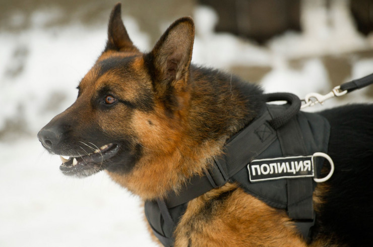 Пастор полиции