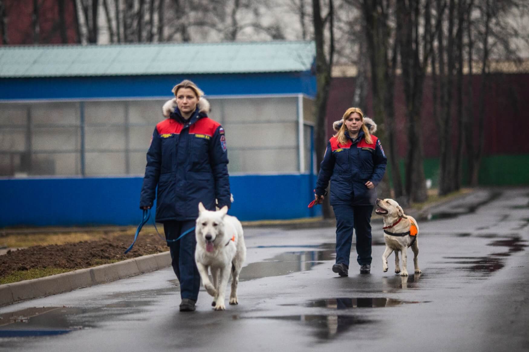 Домашняя собака в спасательной команде