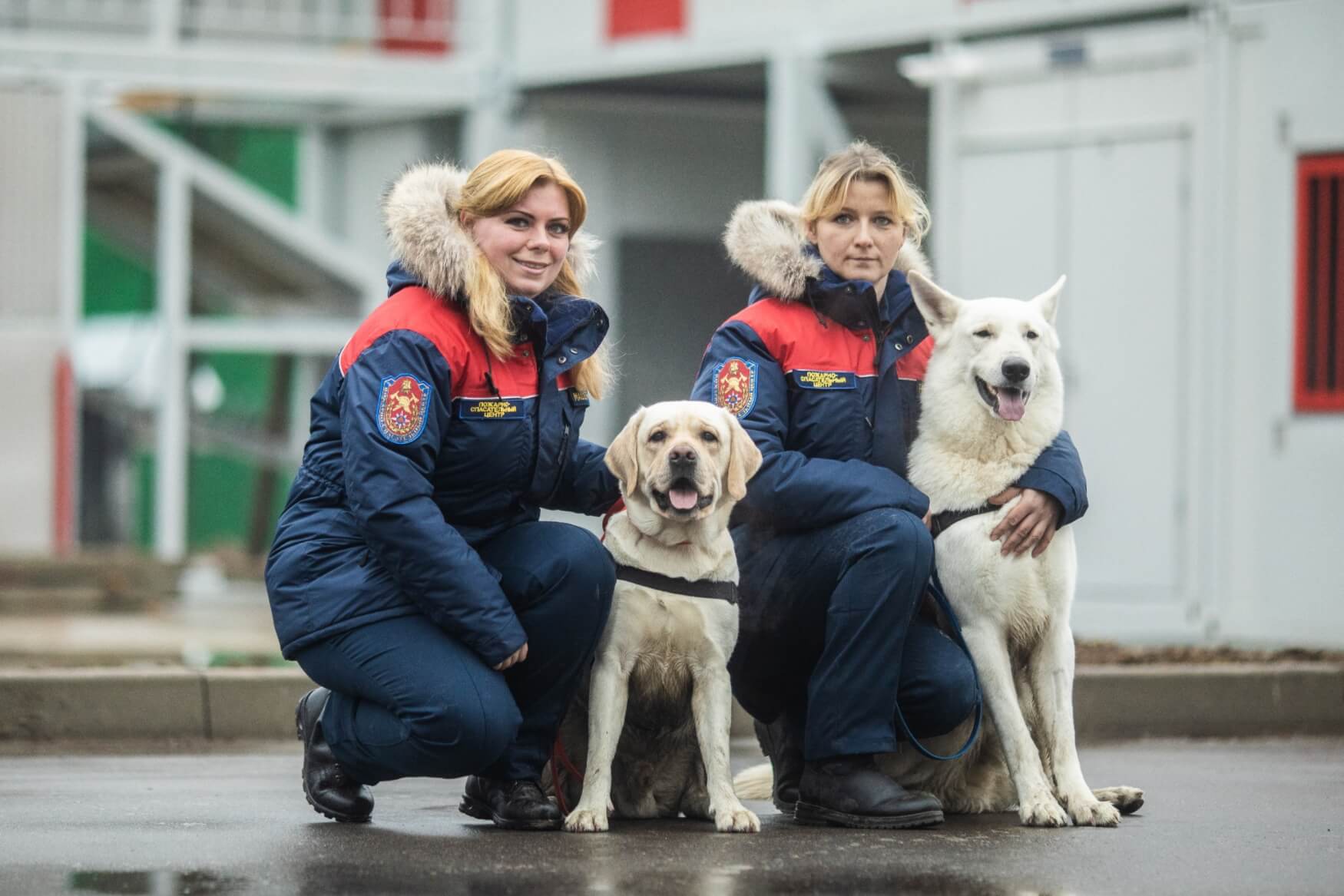 Домашняя собака в спасательной команде