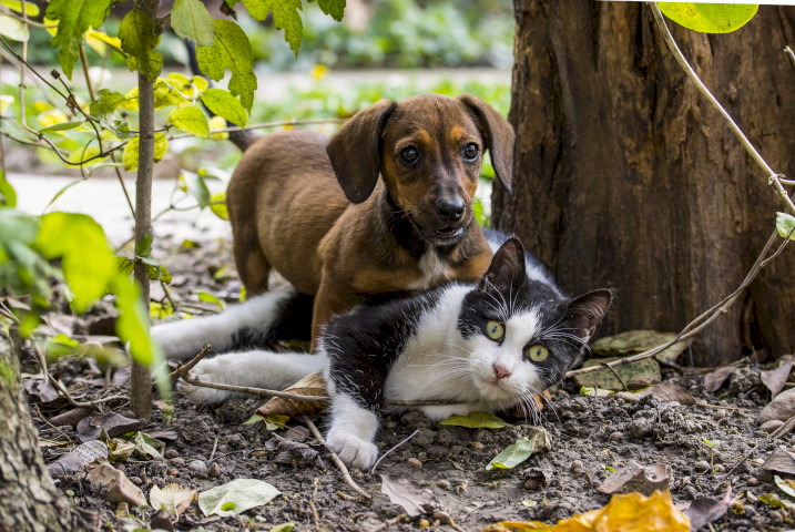 Кошка и собака