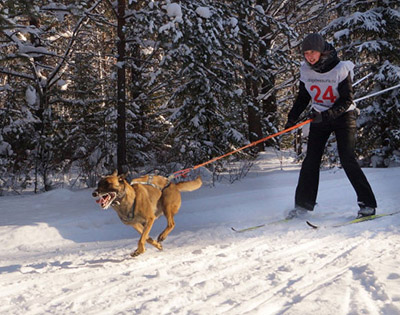 Спорт с собакой. Скиджонг