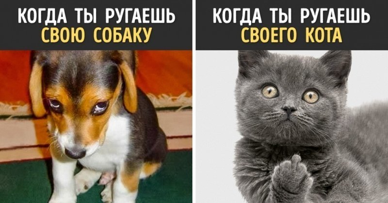 Кошка или собака? Кому лучше иметь