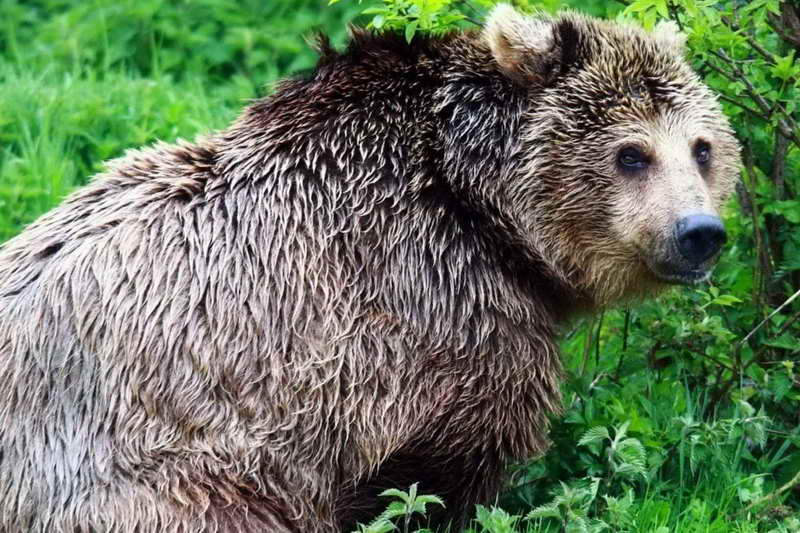 Серебряный медведь гризли