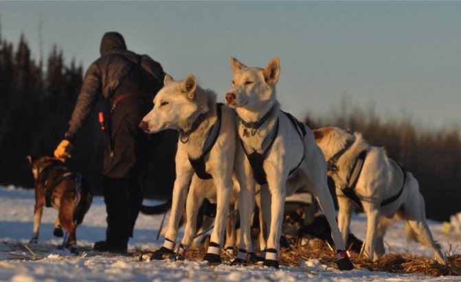 Гонка на собачьих упряжках